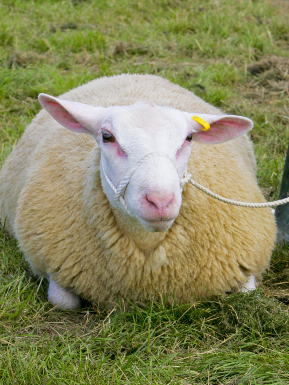 Interbreed Sheep Championship