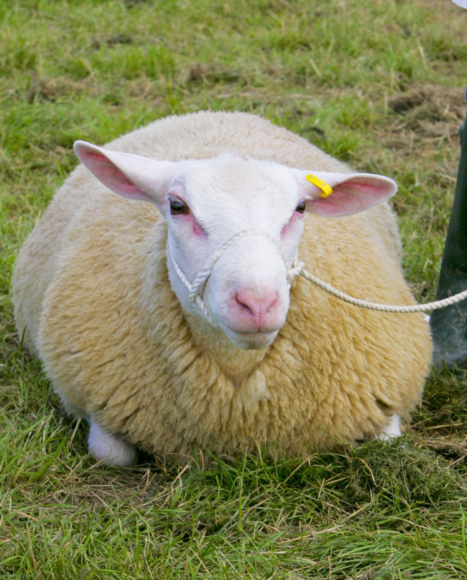 Interbreed Sheep Championship