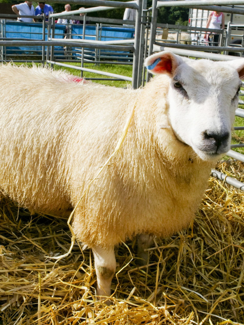 Tenbury Sheep Show