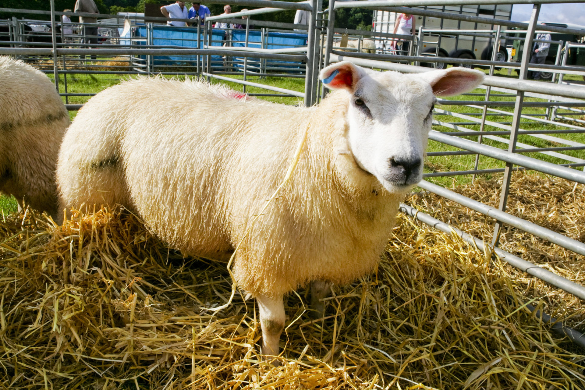 Tenbury Sheep Show