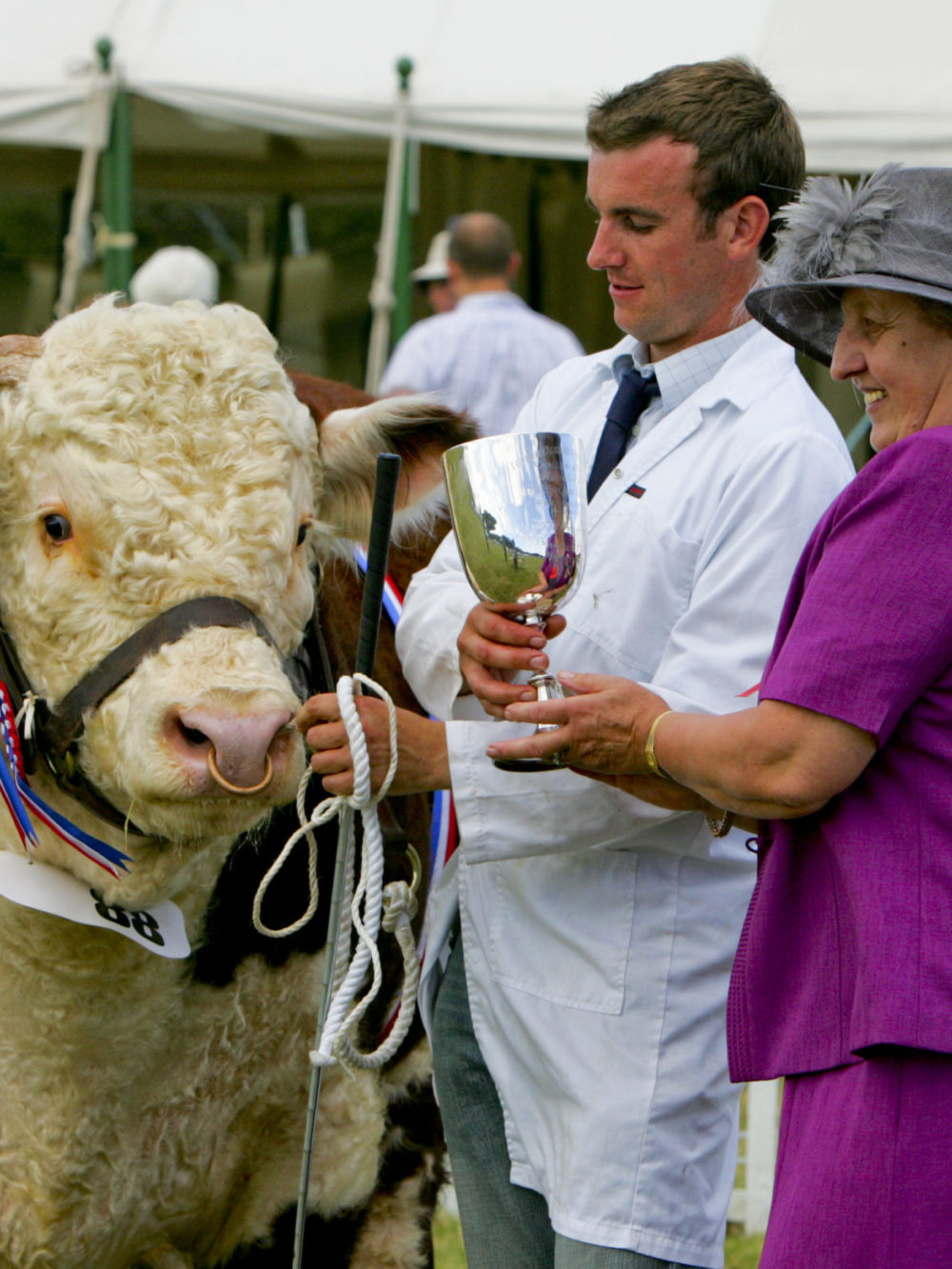 National Hereford Show 1