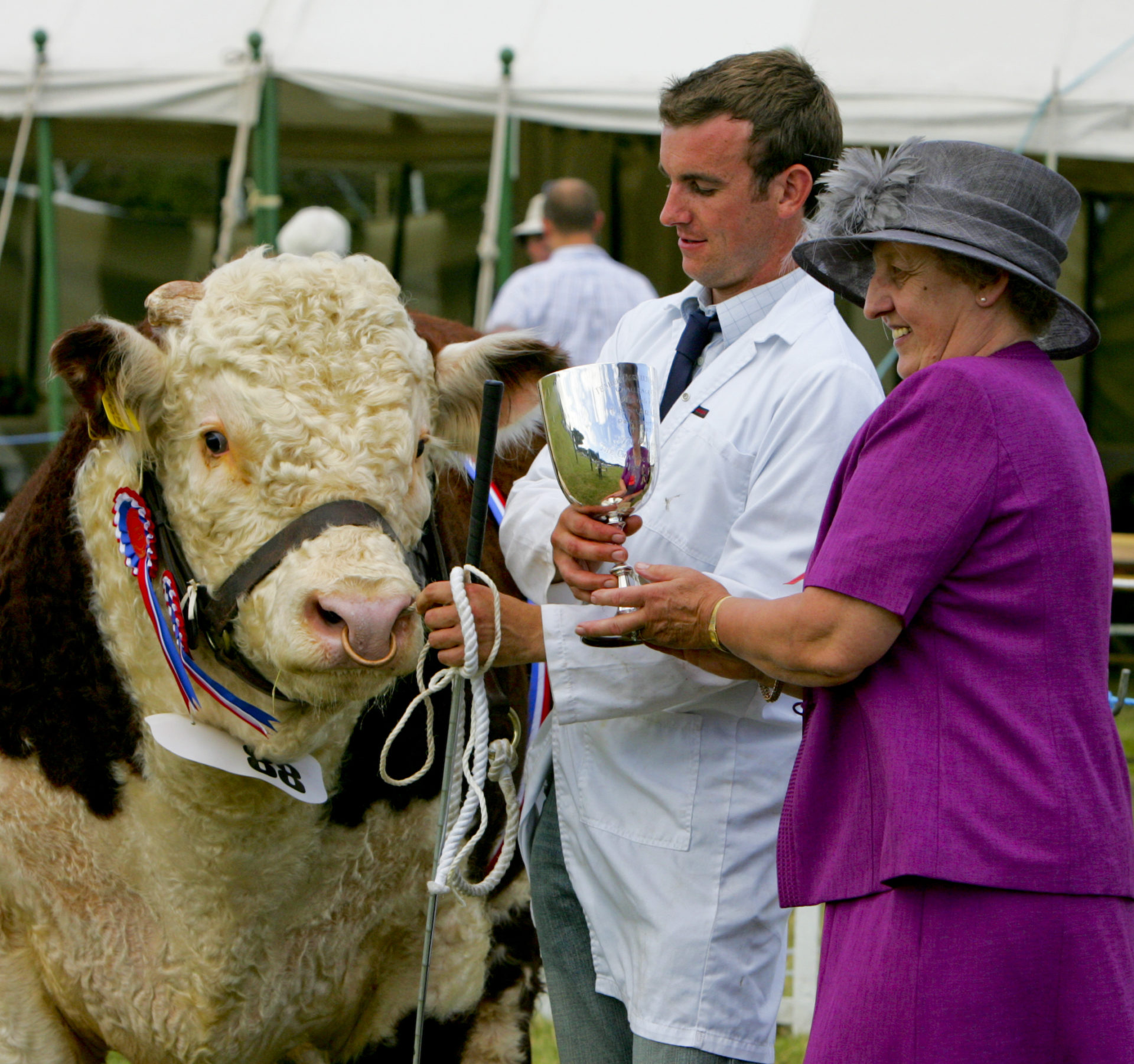National Hereford Show 1