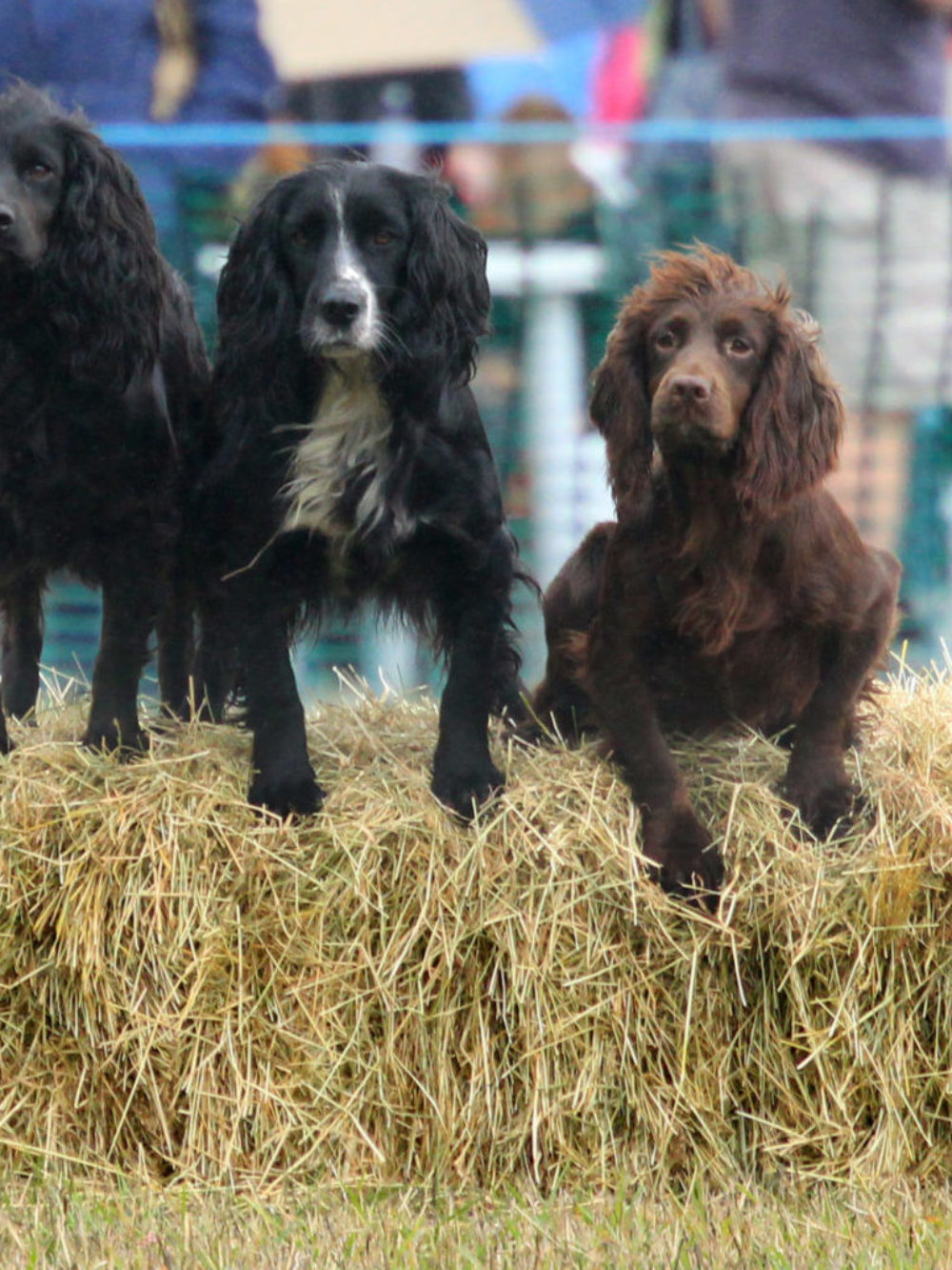 Gun Dog Display with Misslechalke Gundogs