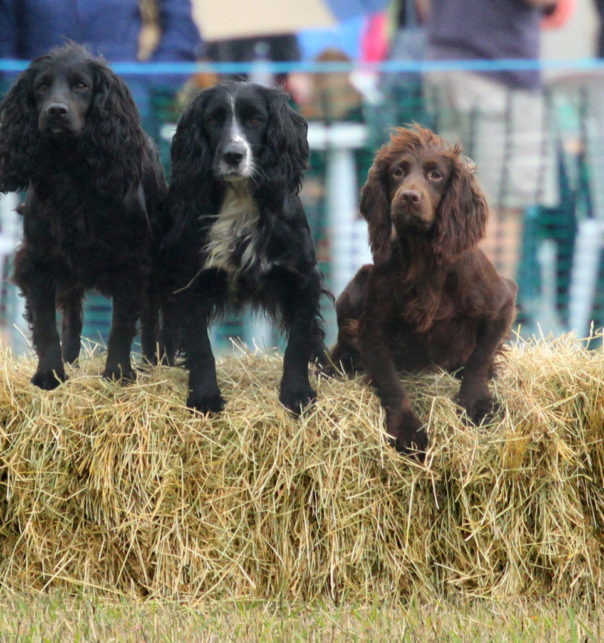 Gun Dog Display with Misslechalke Gundogs