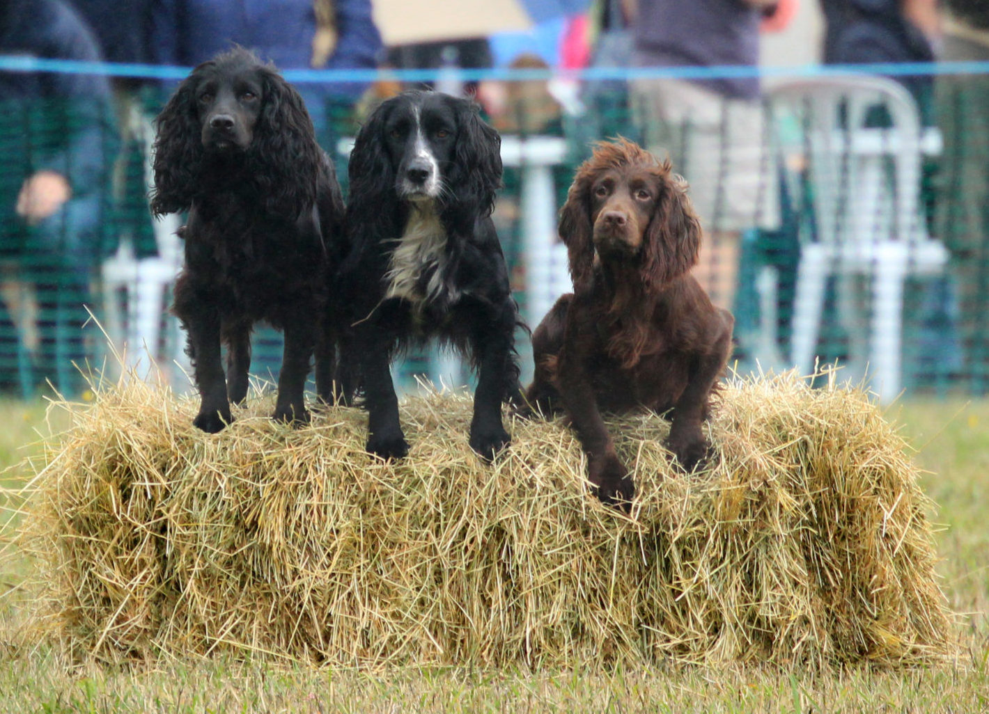 Gun Dog Display with Misslechalke Gundogs