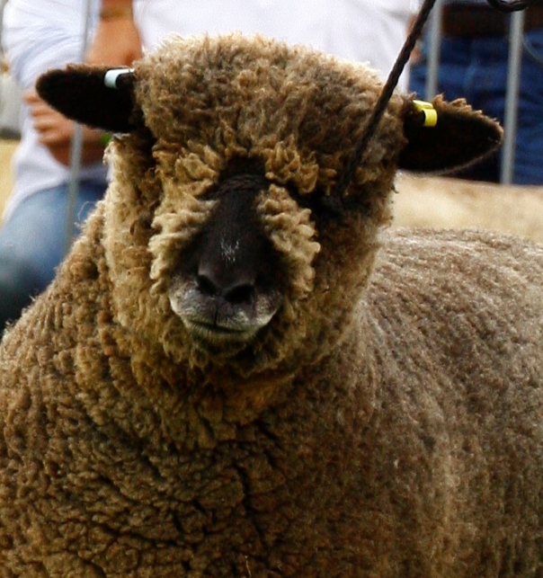 National  Ryeland (RFBS) Sheep Show