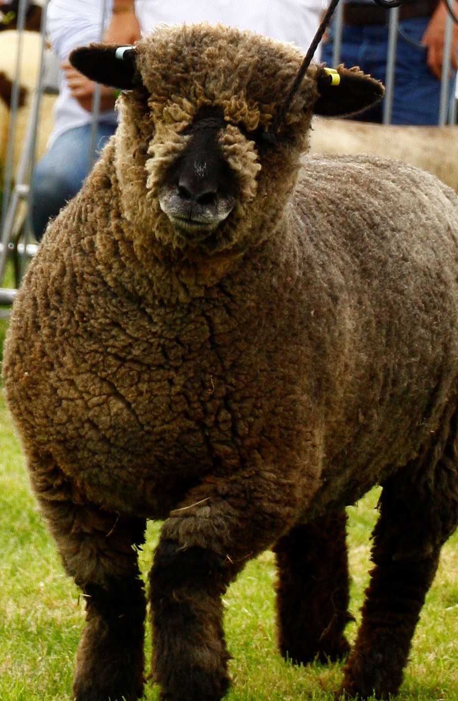 National  Ryeland (RFBS) Sheep Show