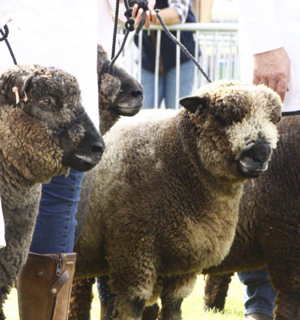 National  Ryeland (RFBS) Sheep Show 1