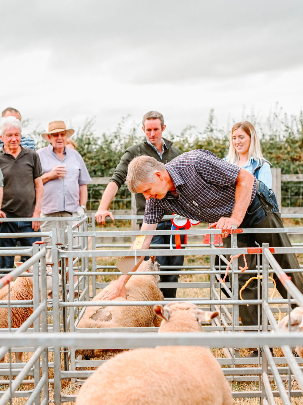 Live Lamb Competition 2022 4