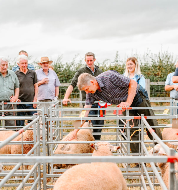 Live Lamb Competition 2022 4