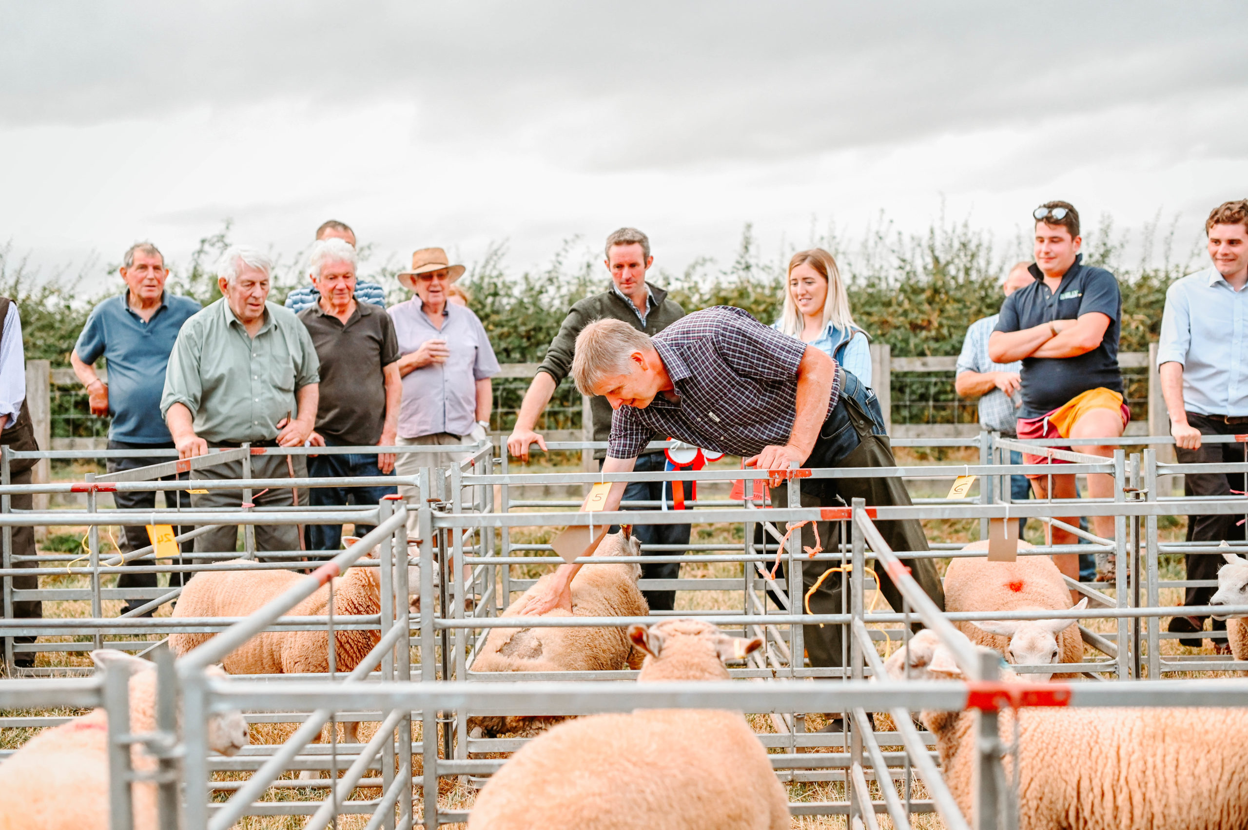 Live Lamb Competition 2022 4