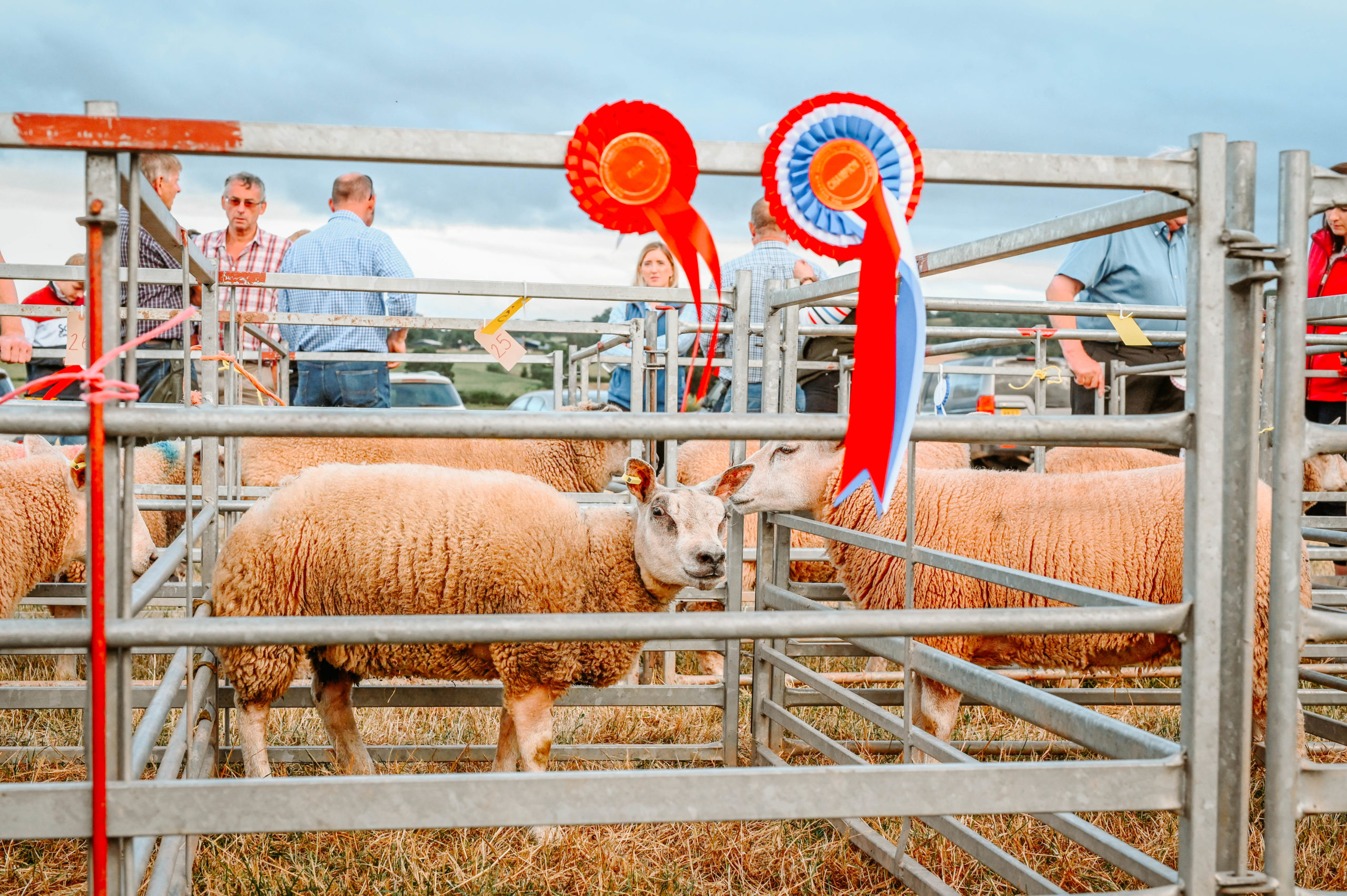 Live Lamb Competition 2022 7