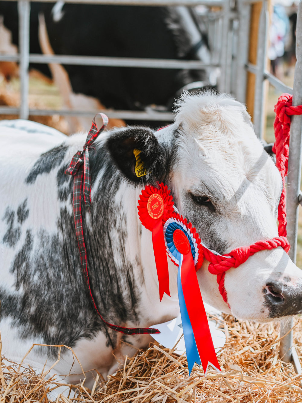 Tenbury Cattle Show 1