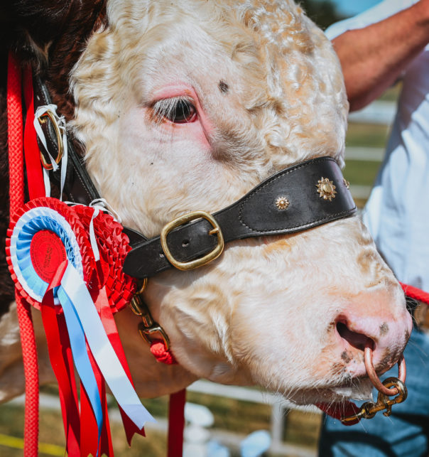 National Hereford Show 3
