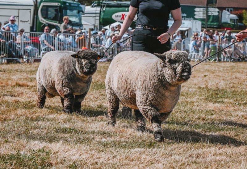 National  Ryeland (RFBS) Sheep Show 4