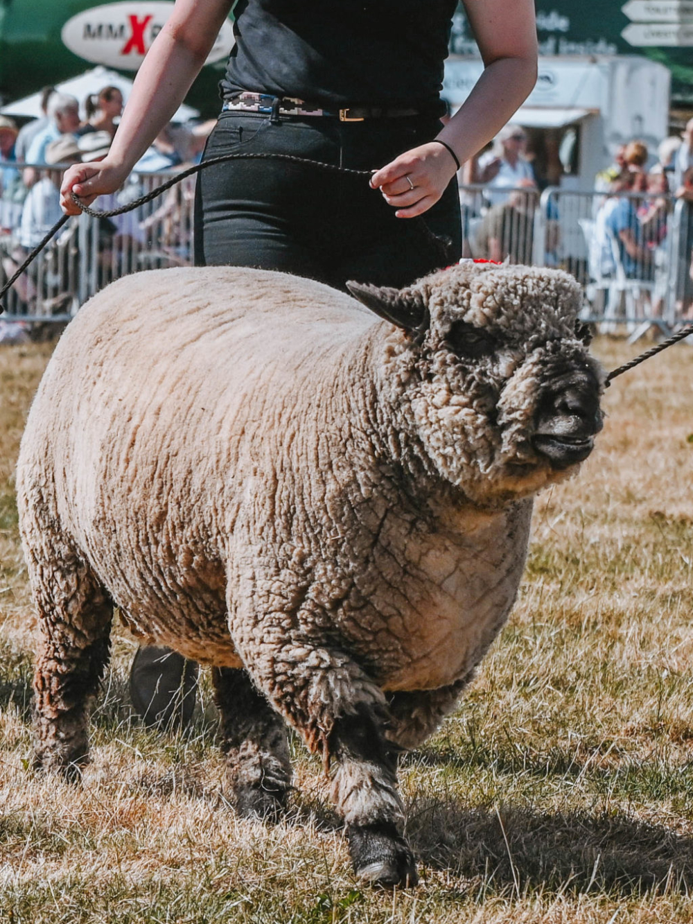 National  Ryeland (RFBS) Sheep Show 4
