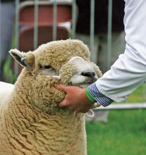 National  Ryeland (RFBS) Sheep Show 3