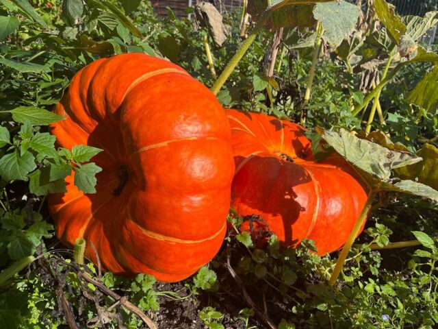 Wondering how to kick start this October half term holidays with some fun? Look no further than our Autumn Show 🍂

We have three junior classes: 

🔸 Halloween pumpkin (4-7yrs) 

🔸 Halloween pumpkin (8-11yrs) 

🔸 Best scarecrow 

WHERE: Penlu Sports Club, Tenbury Wells 📍

WHEN: Friday 25 October 📆

TIMES: ⏰

Entries welcome until midday Fri 25

Open to the public from 2.30pm 📢

Auction begins at 3.30pm with all proceeds going to Midlands Air Ambulance Charity and Local First Responder - both equally worthy charities 🎗️

For entry forms and other classes ⬇️

https://www.tenburyshow.co.uk/about-tenbury-agricultural-society-tas/west-of-england-show/